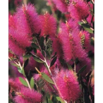CALLISTEMON viminalis Hot pink