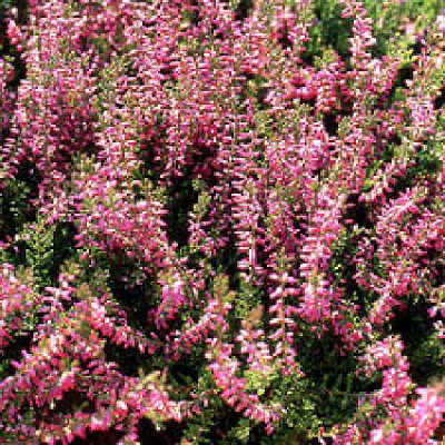 CALLUNA vulgaris Marlies