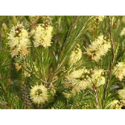CALLISTEMON widdicomb Gem
