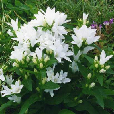 CAMPANULA glomerata Alba (blanc)