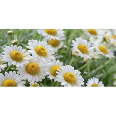 CAMOMILLE