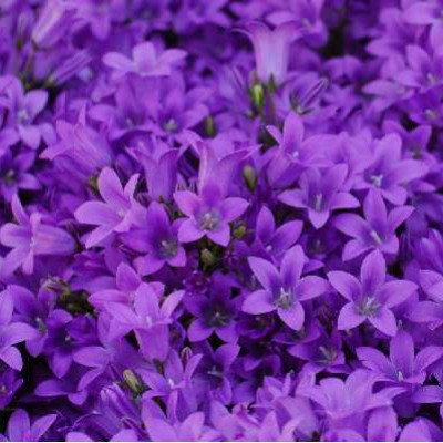 CAMPANULE