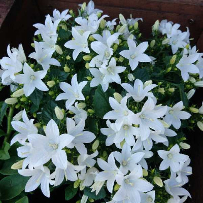 CAMPANULE  Blanche