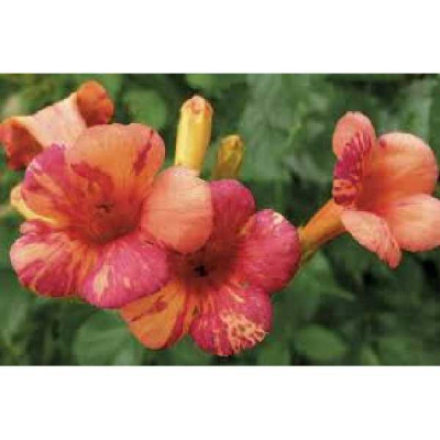CAMPSIS tagliabuana Orangeade