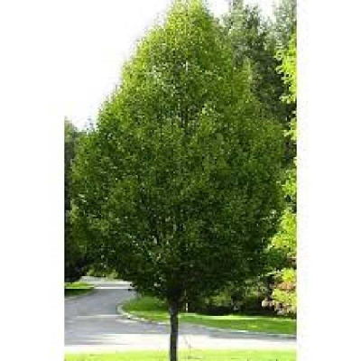 CARPINUS betulus Fastigiata