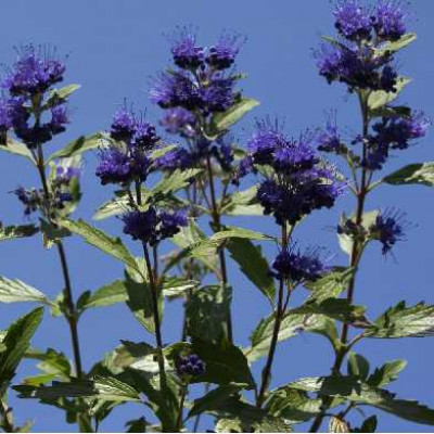CARYOPTERIS clandonensis Grand bleu ®