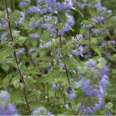 CARYOPTERIS clandonensis Heavenly blue