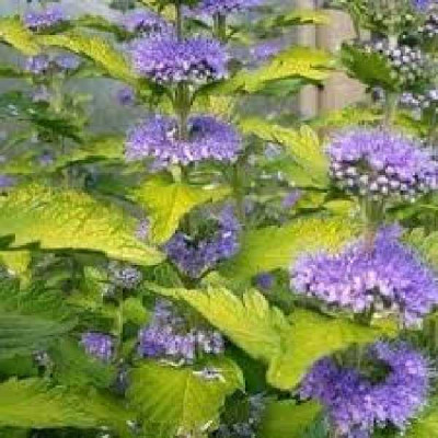 CARYOPTERIS clandonensis Hint of gold®