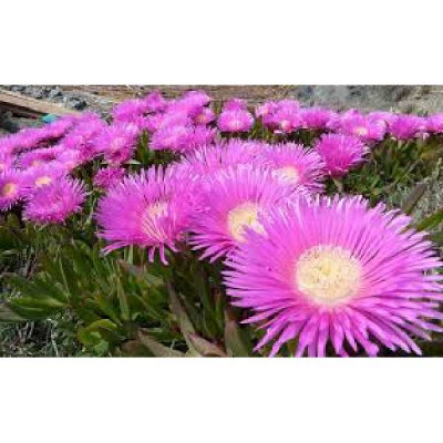 CARPOBROTUS edulis