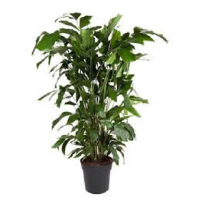 CARYOTA mitis