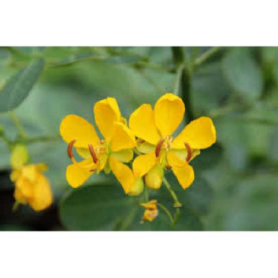 CASSIA bicpasularis