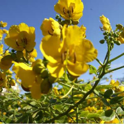 CASSIA corymbosa