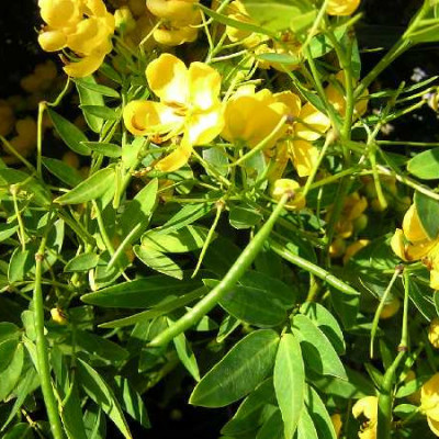 CASSIA floribunda