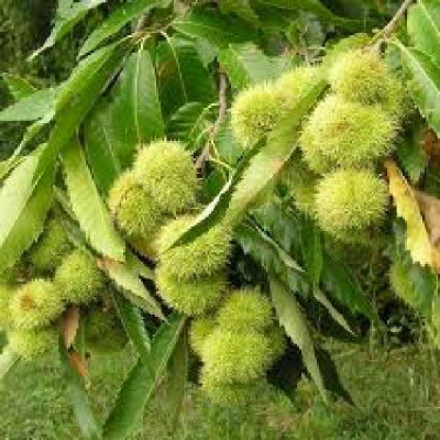 CASTANEA sativa