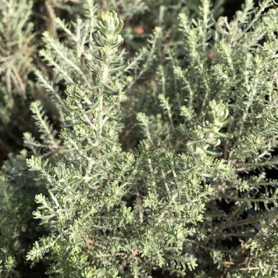CASSINIA  Ward silver