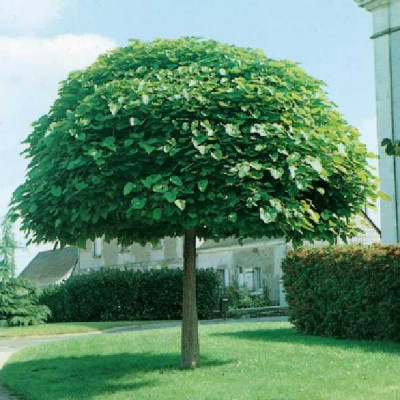 CATALPA bignonioides Bungei nana