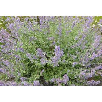 CATAIRE NEPETA MUSSINII BLEU