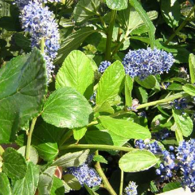 CEANOTHUS arboreus Trewithen blue