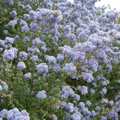 CEANOTHUS impressus Puget blue