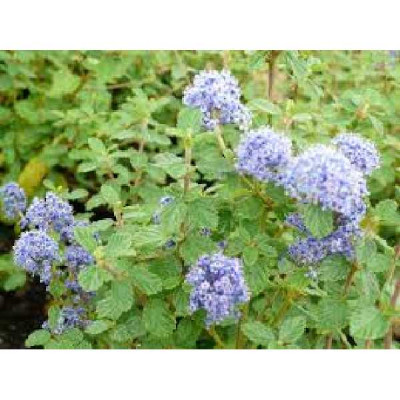 CEANOTHUS  Burkwoodi