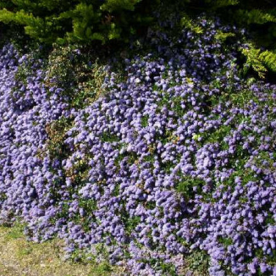 CEANOTHUS thyrsiflorus Repens
