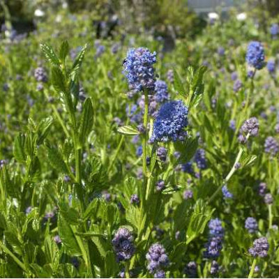 CEANOTHUS thyrsiflorus Skylark
