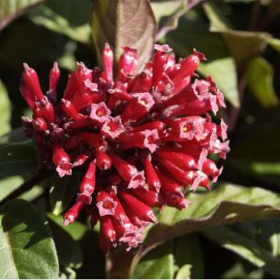 CESTRUM newelii