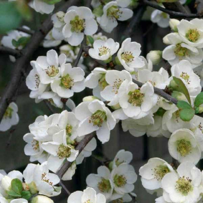CHAENOMELES nivalis