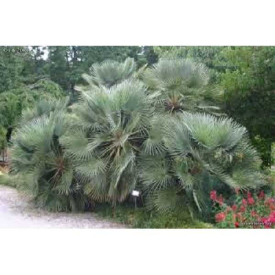 CHAMAEROPS humilis Cerifera