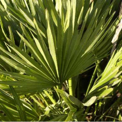 CHAMAEROPS humilis Vulcano