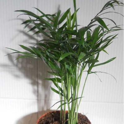 CHAMAEDOREA elegans