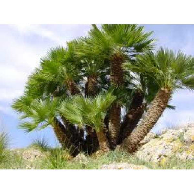 CHAMAEROPS humilis