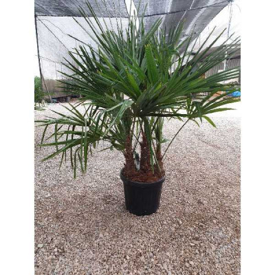 CHAMAEROPS TRACHYCARPUS FORTUNEI excelsa  cepee