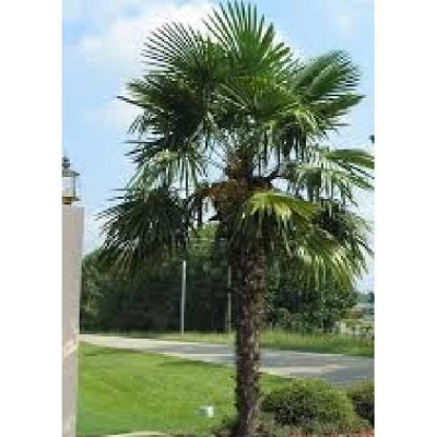 CHAMAEROPS TRACHYCARPUS FORTUNEI excelsa