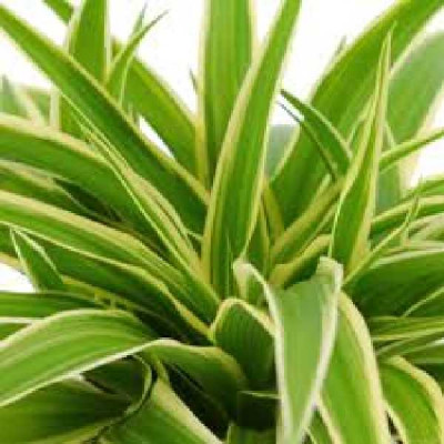 CHLOROPHYTUM comosum Ocean