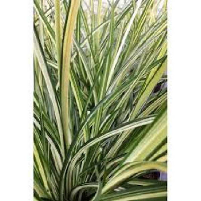 CHLOROPHYTUM saundersiae Starlight®