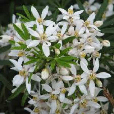 CHOISYA ternata White dazzler®