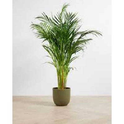 CHRYSALIDOCARPUS lutescens