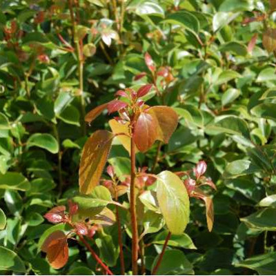 CINNAMONUM camphora