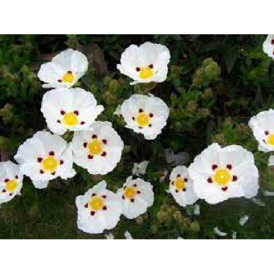CISTUS dansereaui Decumbens