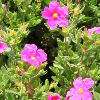 CISTUS pulverulentus Sunset