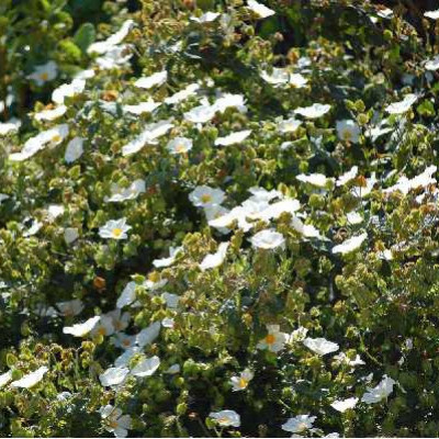CISTUS corbariensis