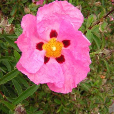 CISTUS purpureus