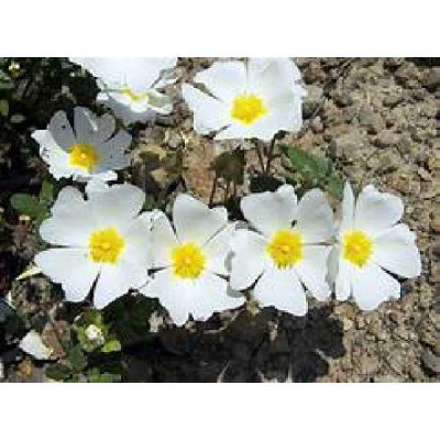 CISTUS salvifolius