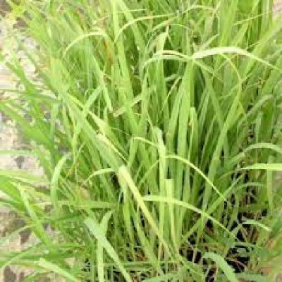 CITRONELLE  Lemon grass vert