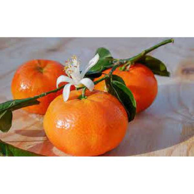CITRUS clementina