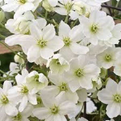 CLEMATIS cartmanii Avalanche