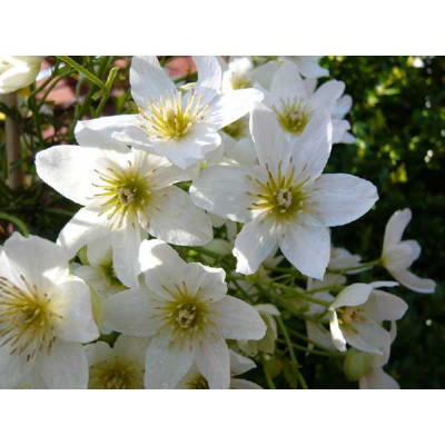 CLEMATIS cartmanii Joe