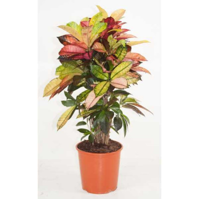 CODIAEUM variegatum Mrs iceton ramifié