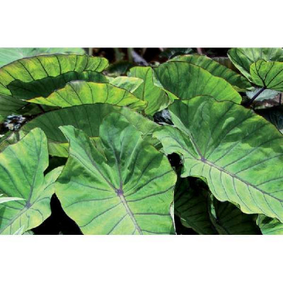 COLOCASIA esculentea Blue hawaii ®